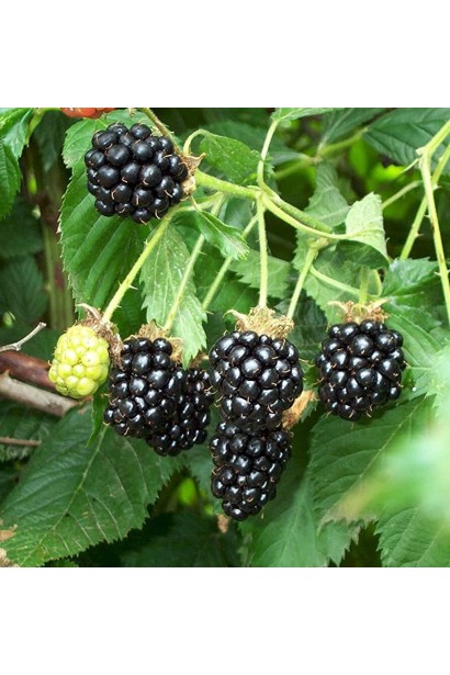 Ожина садова Понка округлі, злегка видовжені ягоди